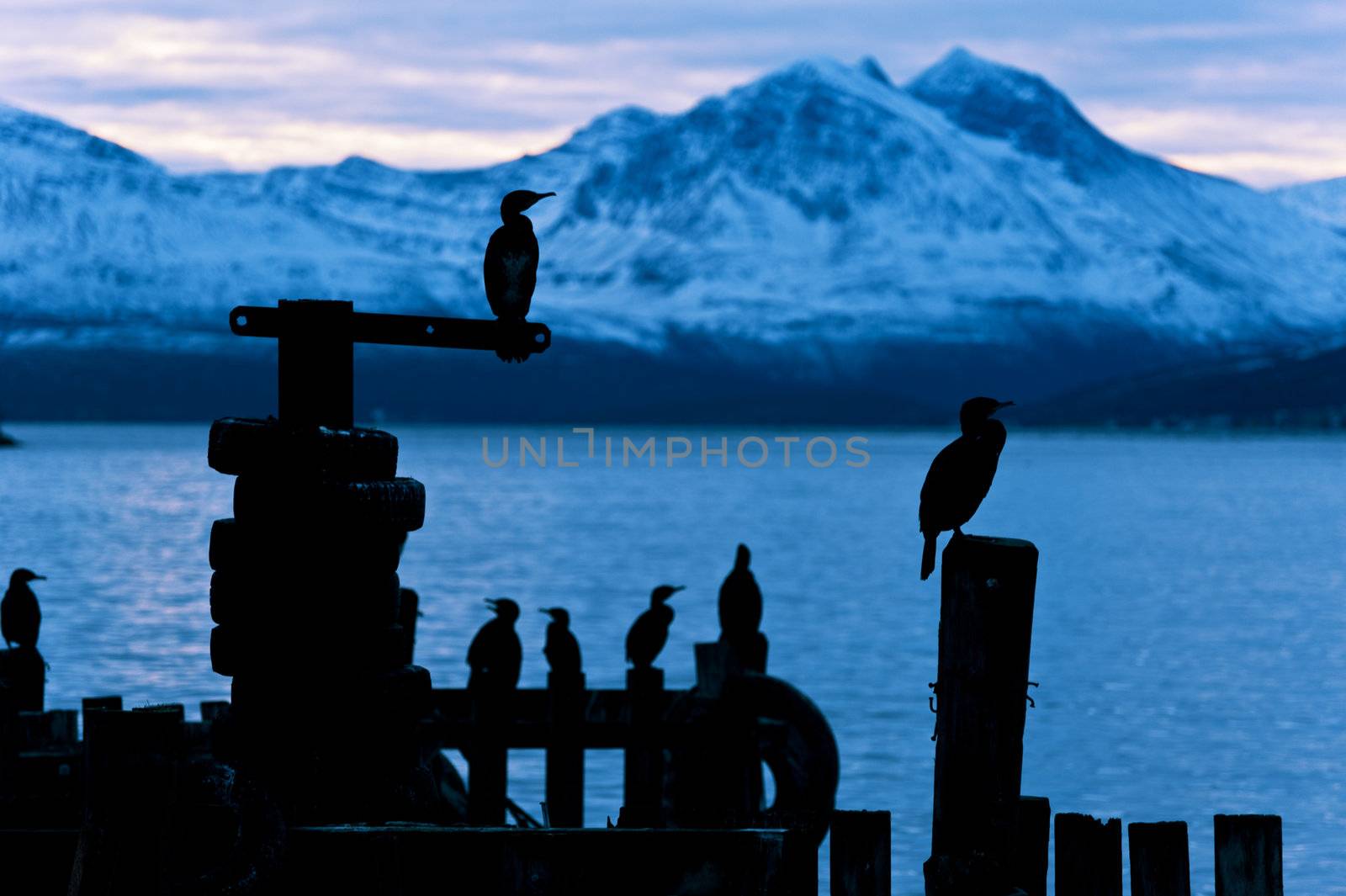 Cormoran bird sits on a pier in winter in a Fjord in Norway above the arctic circle