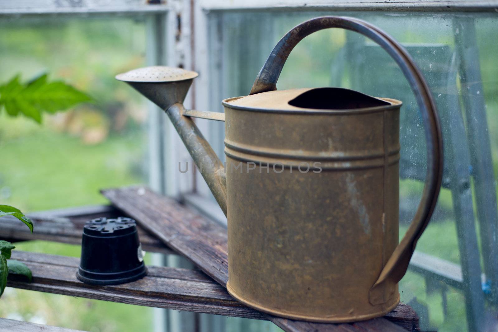 Old fashioned watering can standing in greenhouse by vetdoctor