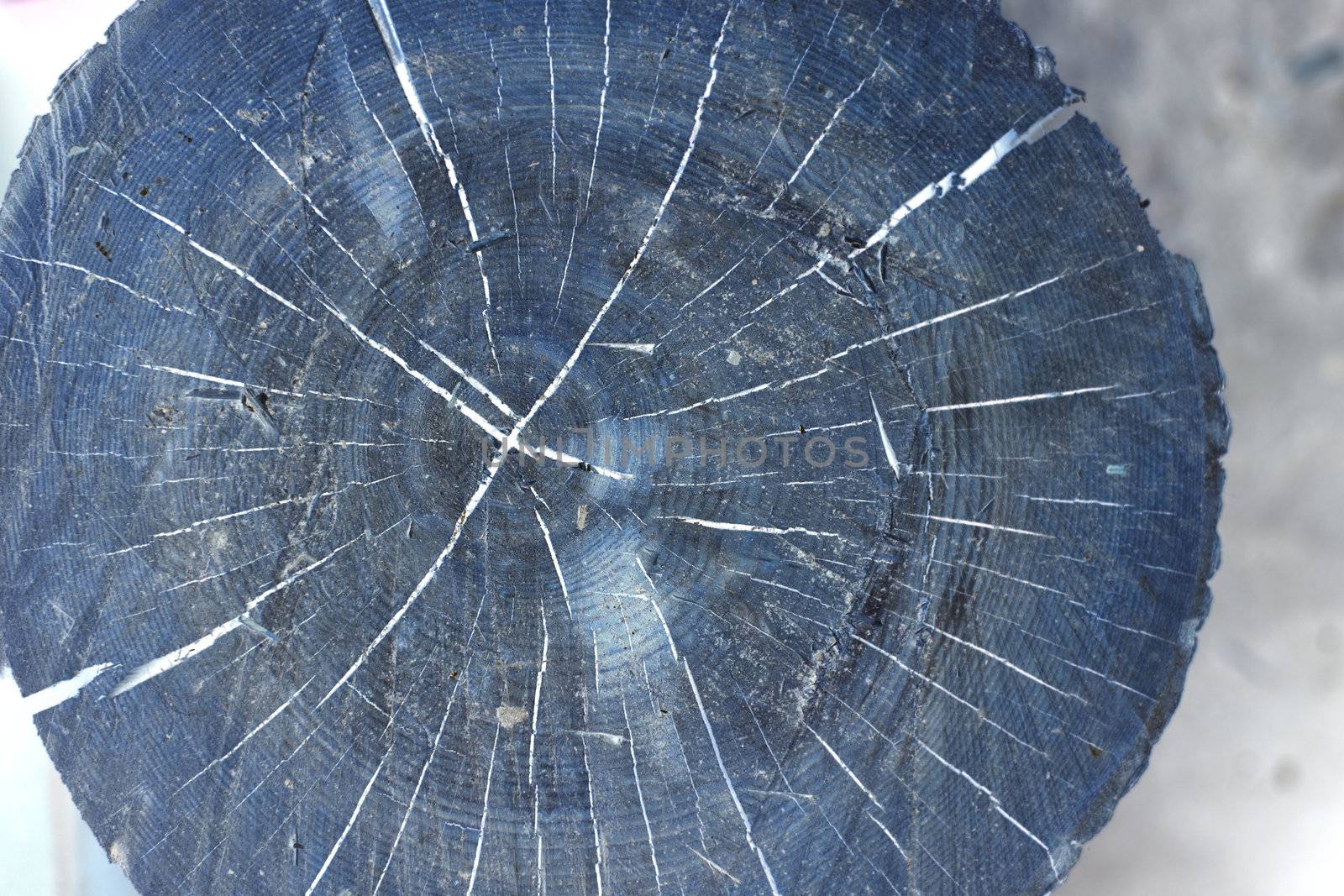 Shaded and crack line stump with burned places