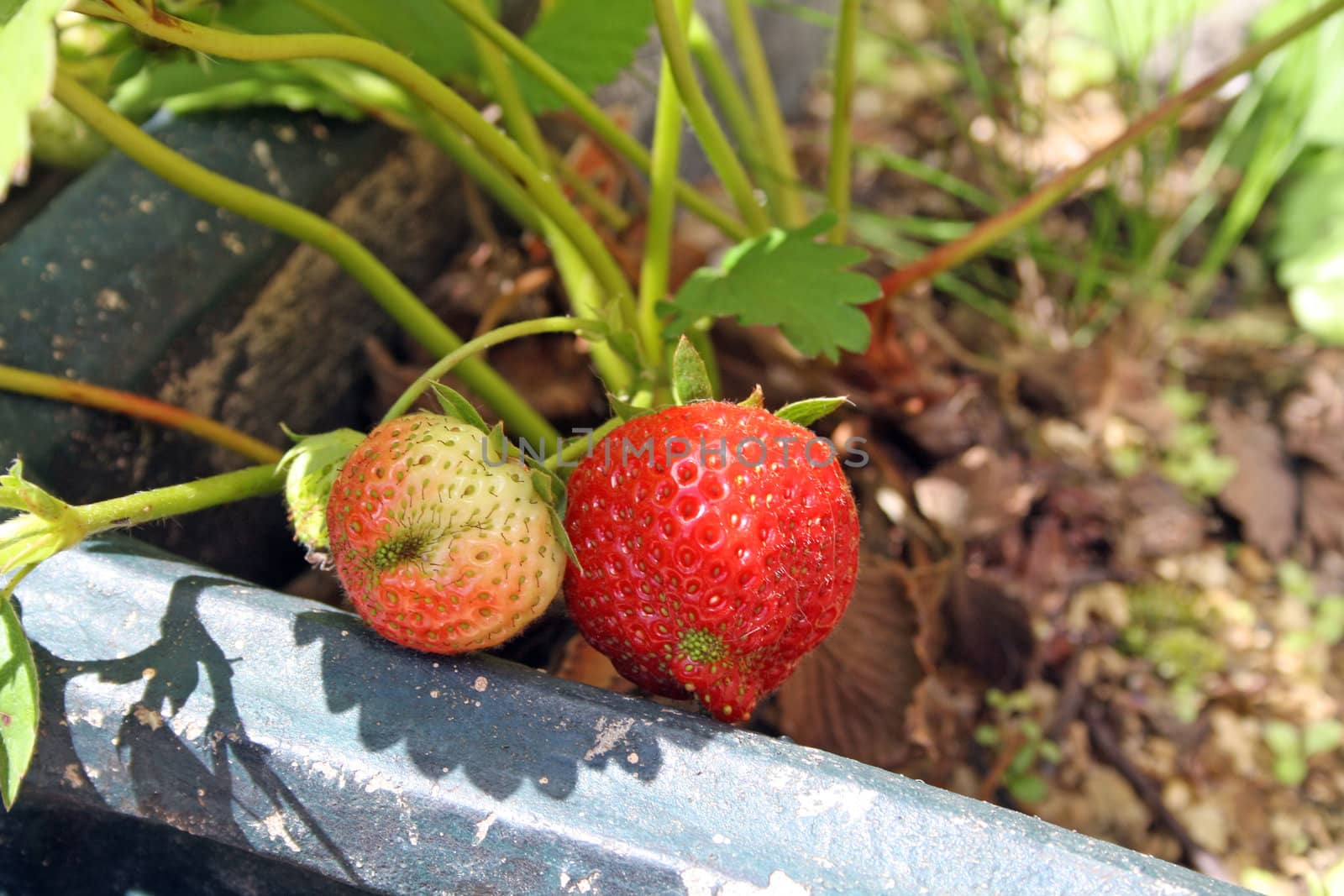 growing strawberries