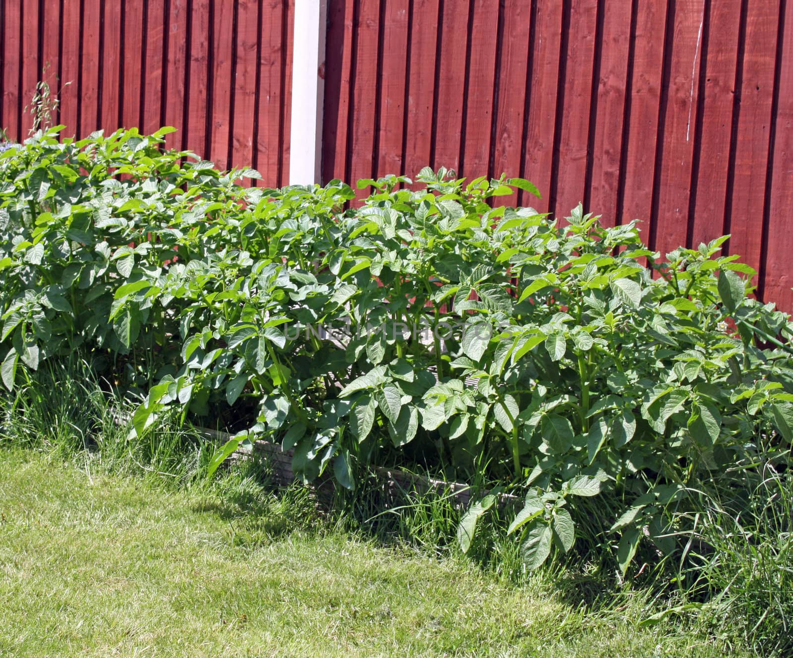 potatoe plant