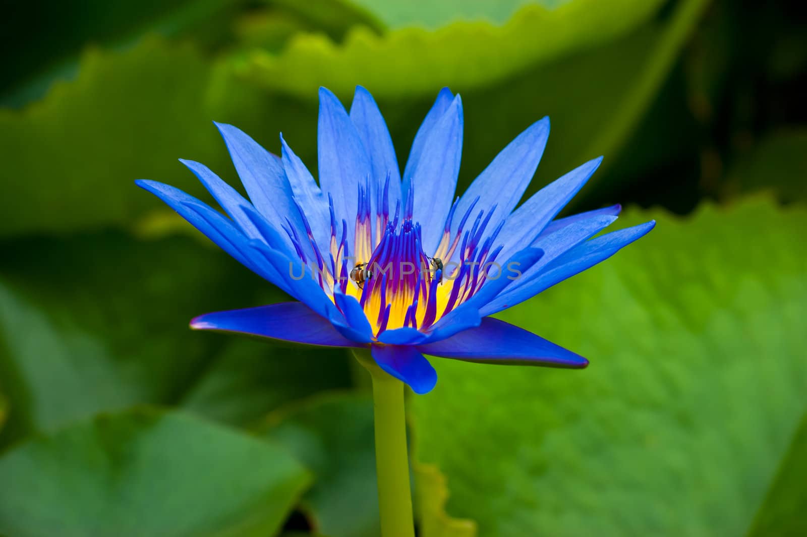 beautiful and vivid color of lotus blooming