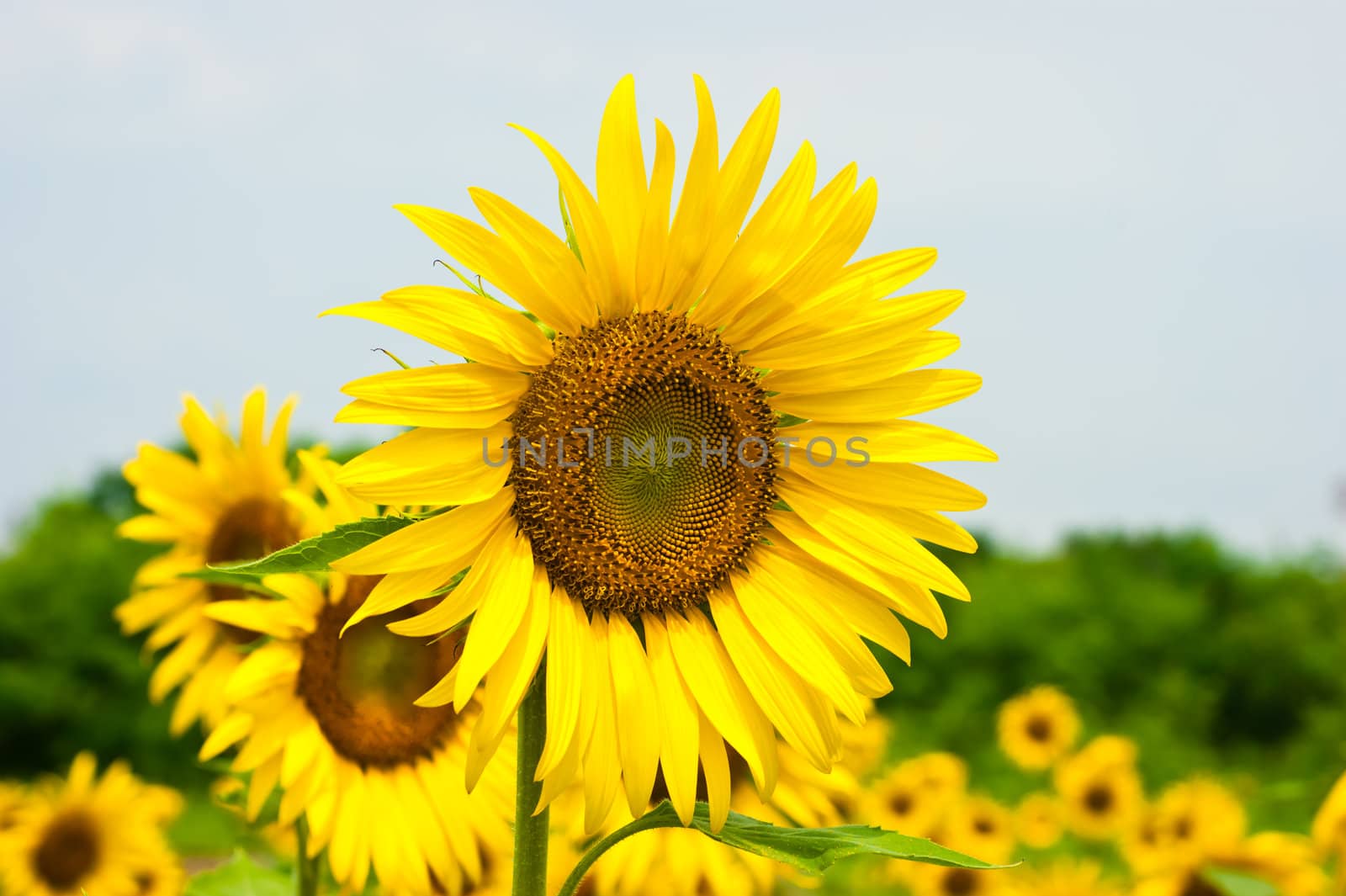 beauty of sunflower blooming