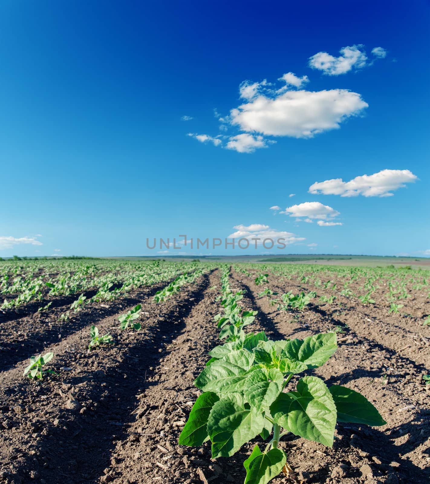 field with green sunflowers under cloudy sky