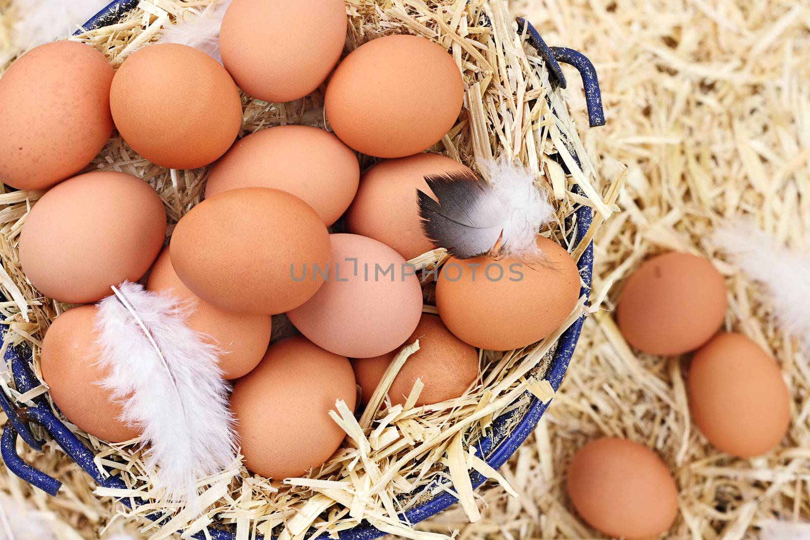 Large clutch of fresh free range eggs in a nest of straw.