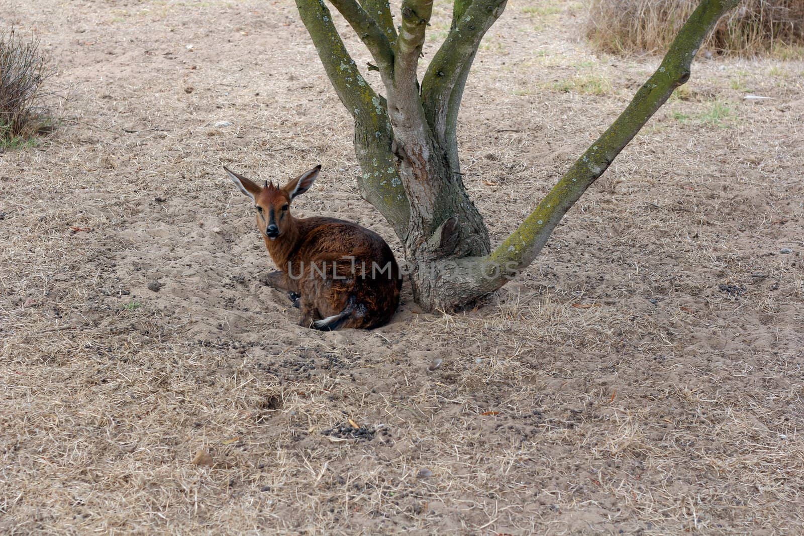 Klipspringer sitting under a tree in the sand