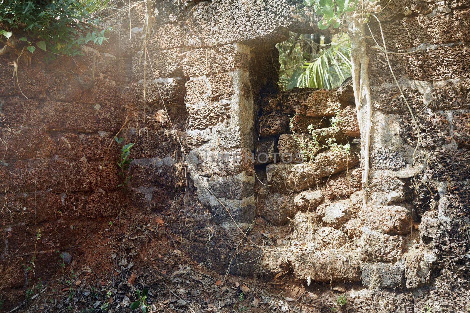 Old ruins in the jungle of India by Novic