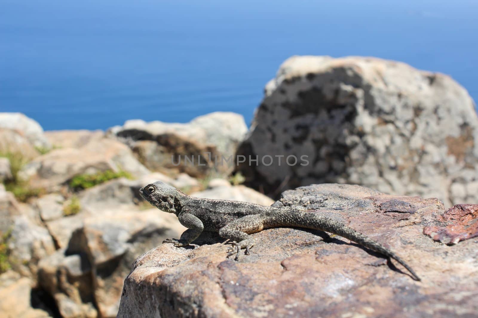 Gecko on a Rock in front of blue sky
