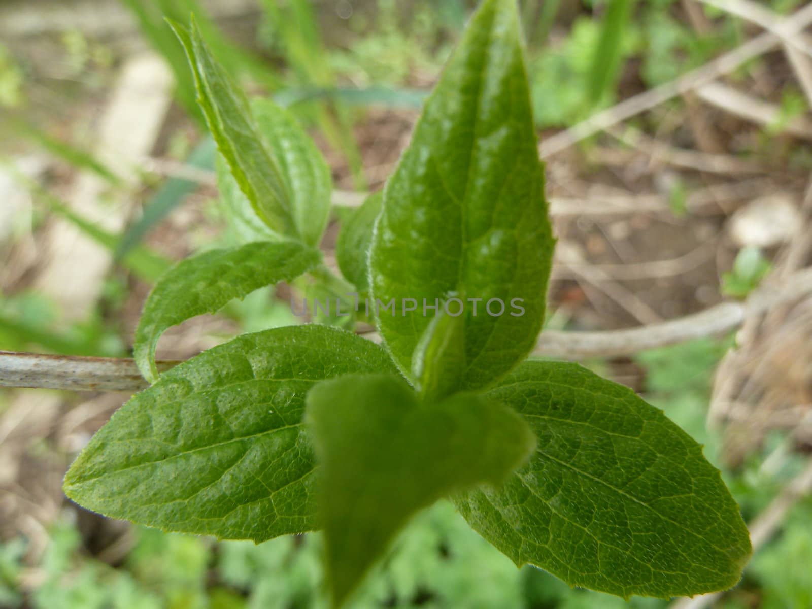 fresh green leaves as a background