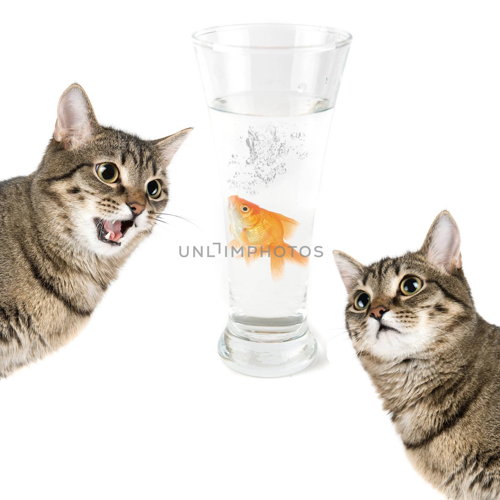 Two cats and gold fish in a bowl isolated on white