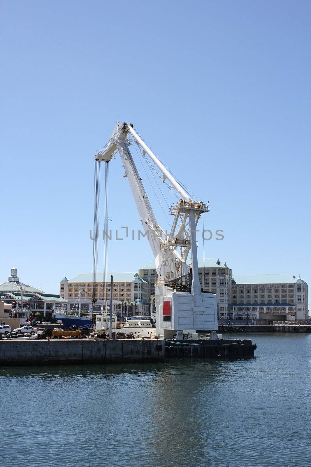 White Crane at Cape Town Harbor