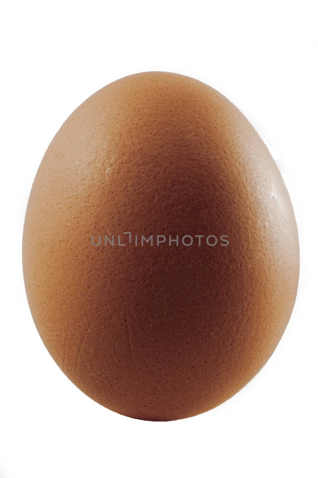 studio photography of a simple clean brown egg isolated on white by kosmsos111
