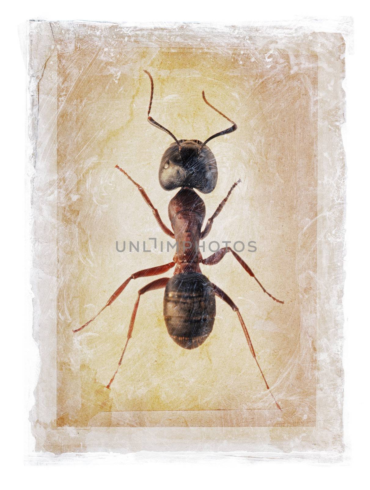 Grunge dirty photomanipulation of an ant.