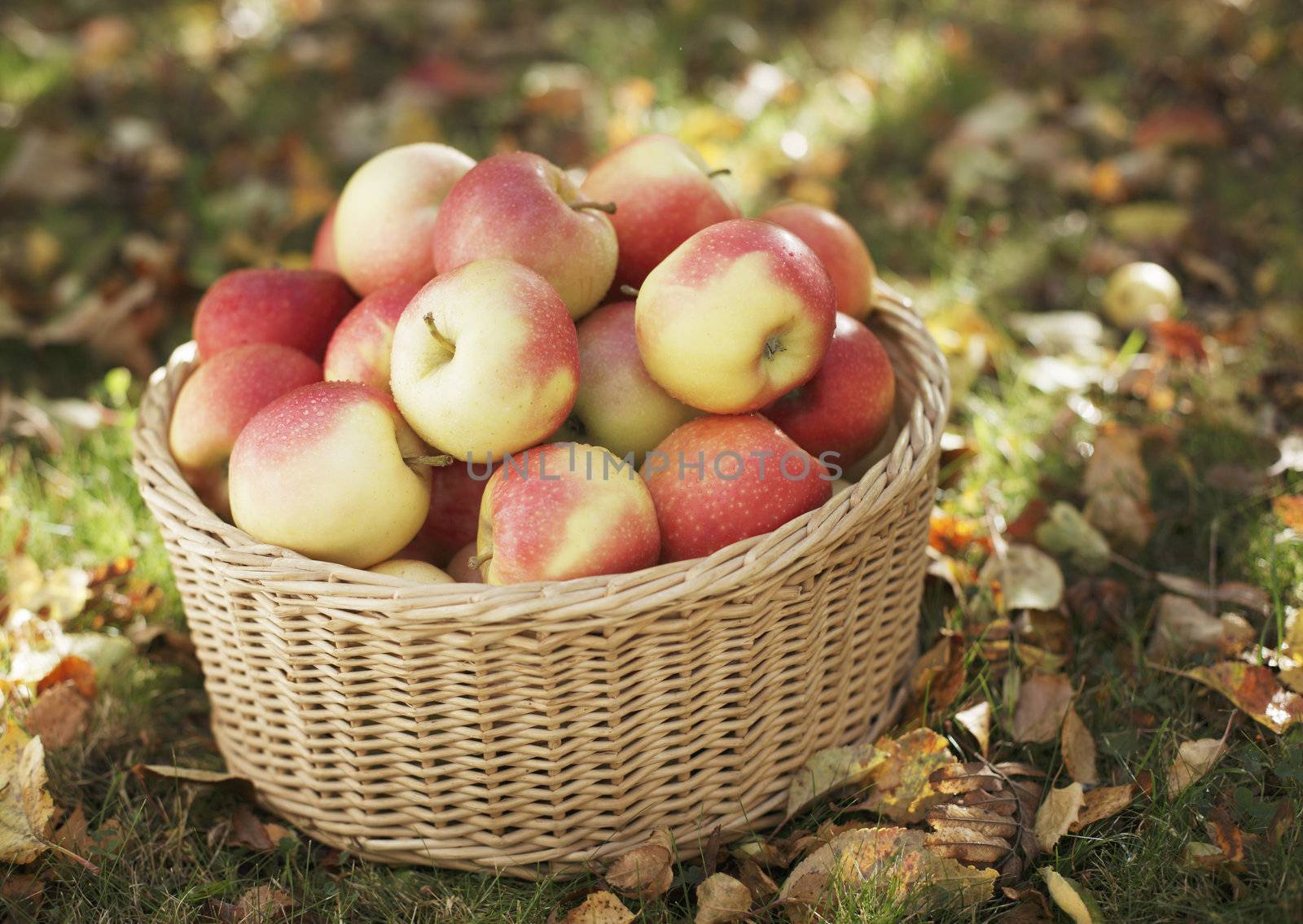 Ripe apples in a wicker basket