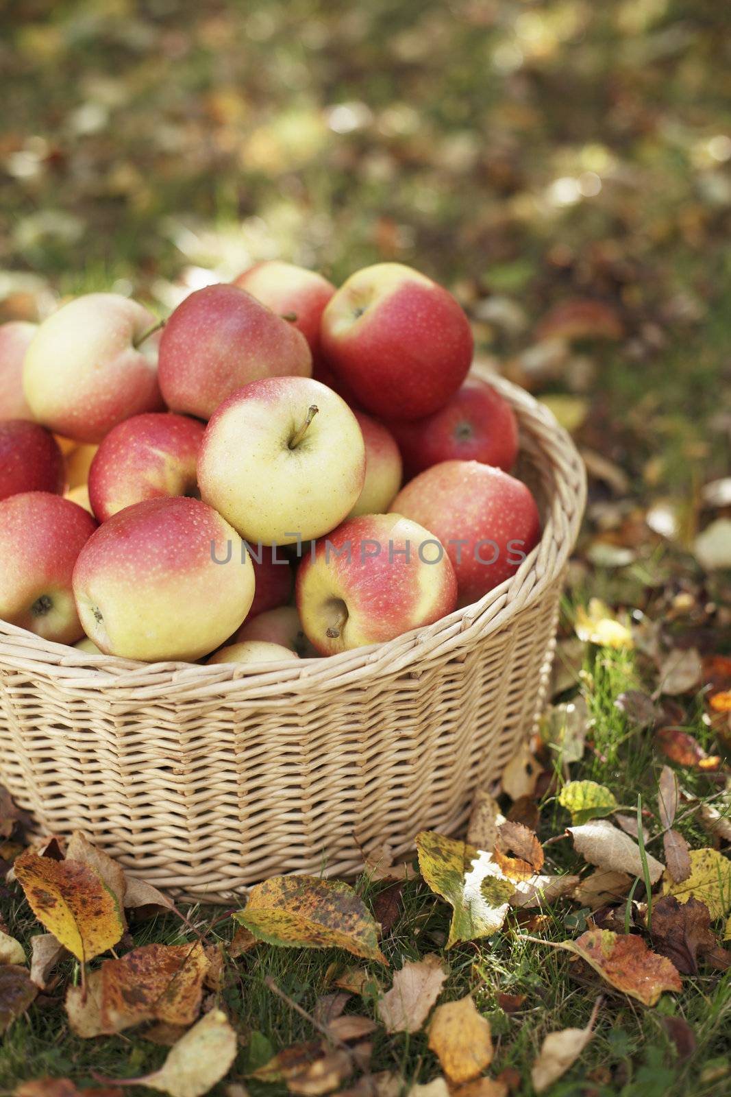 Ripe apples in a wicker basket