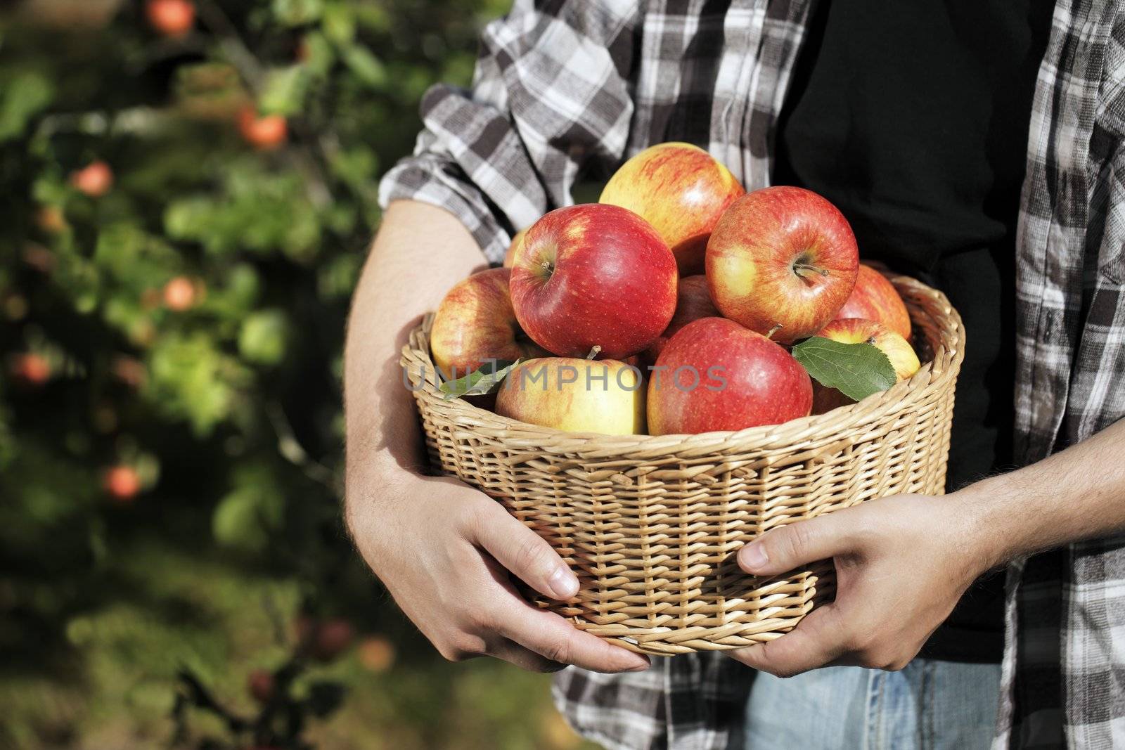 Apple Harvest by Stocksnapper