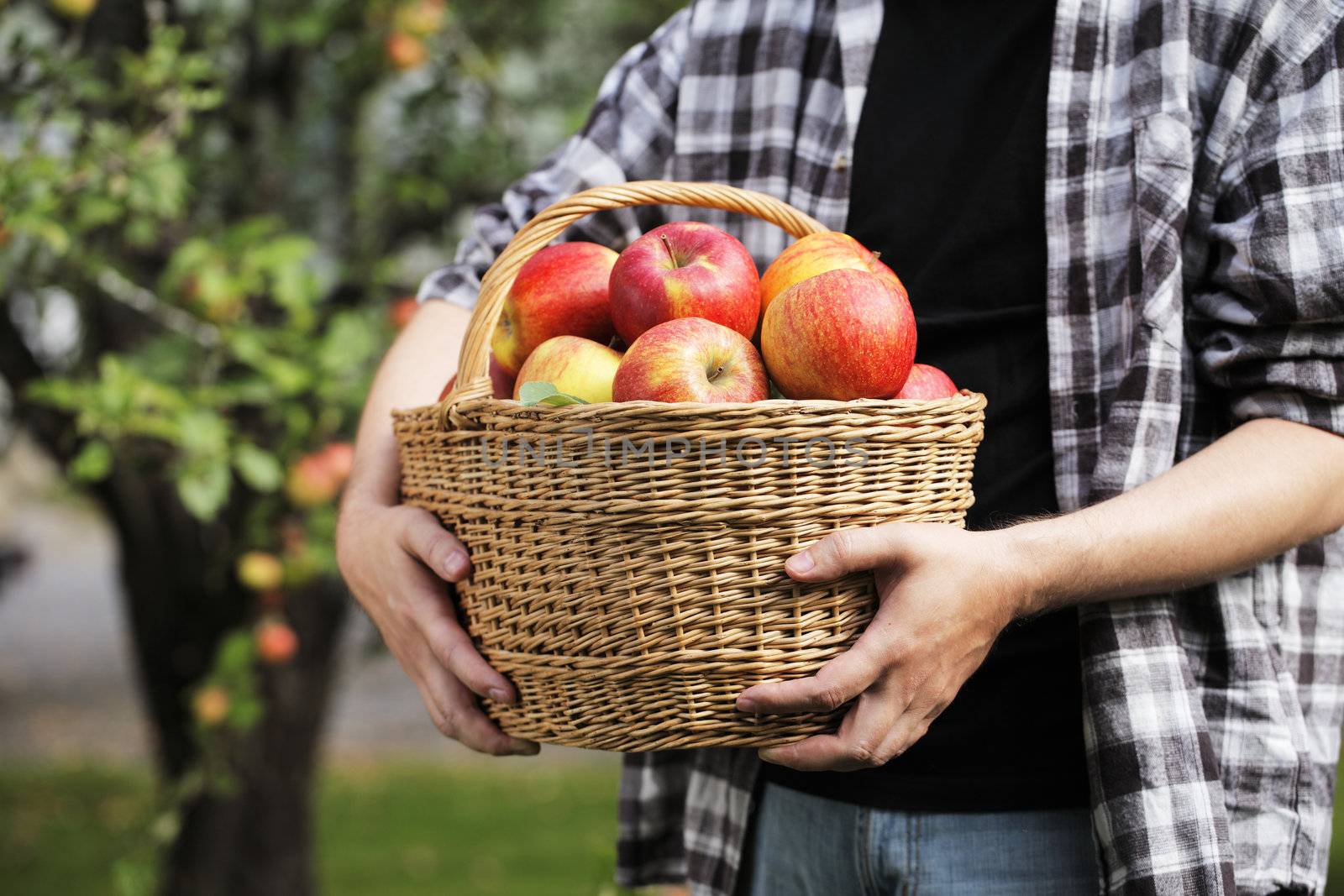 Apple Harvest by Stocksnapper