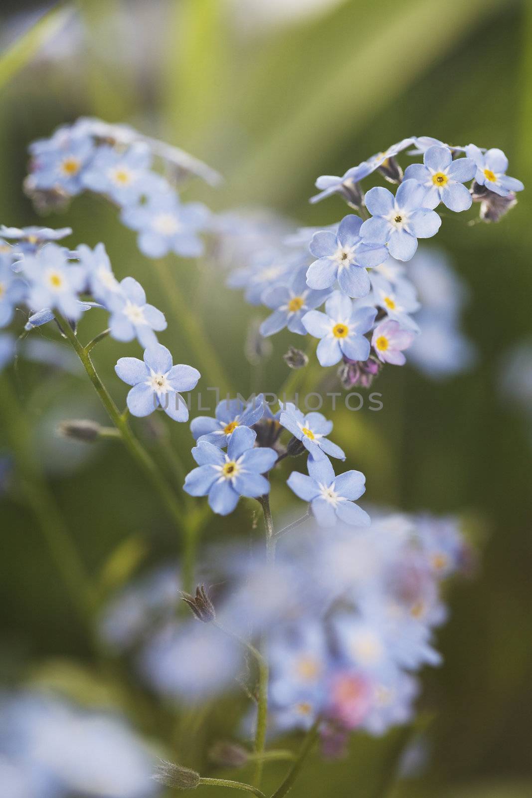 Forget-me-not by Stocksnapper