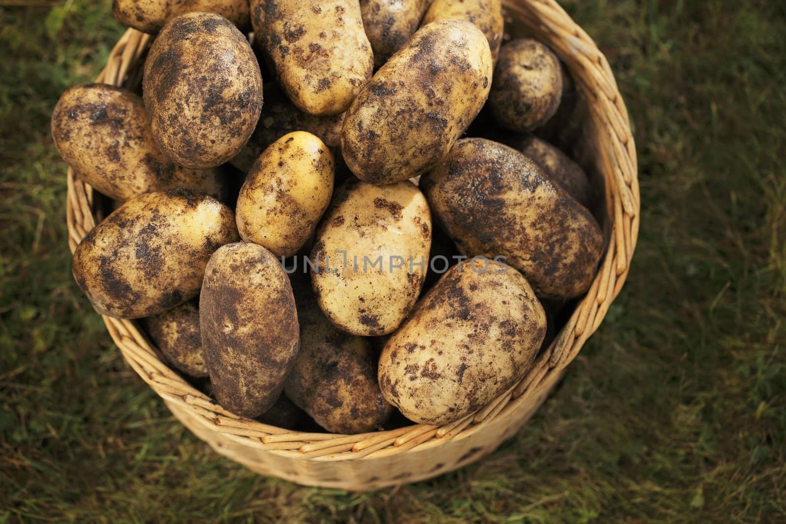 DIrty harvested potatoes in a wicker basket.