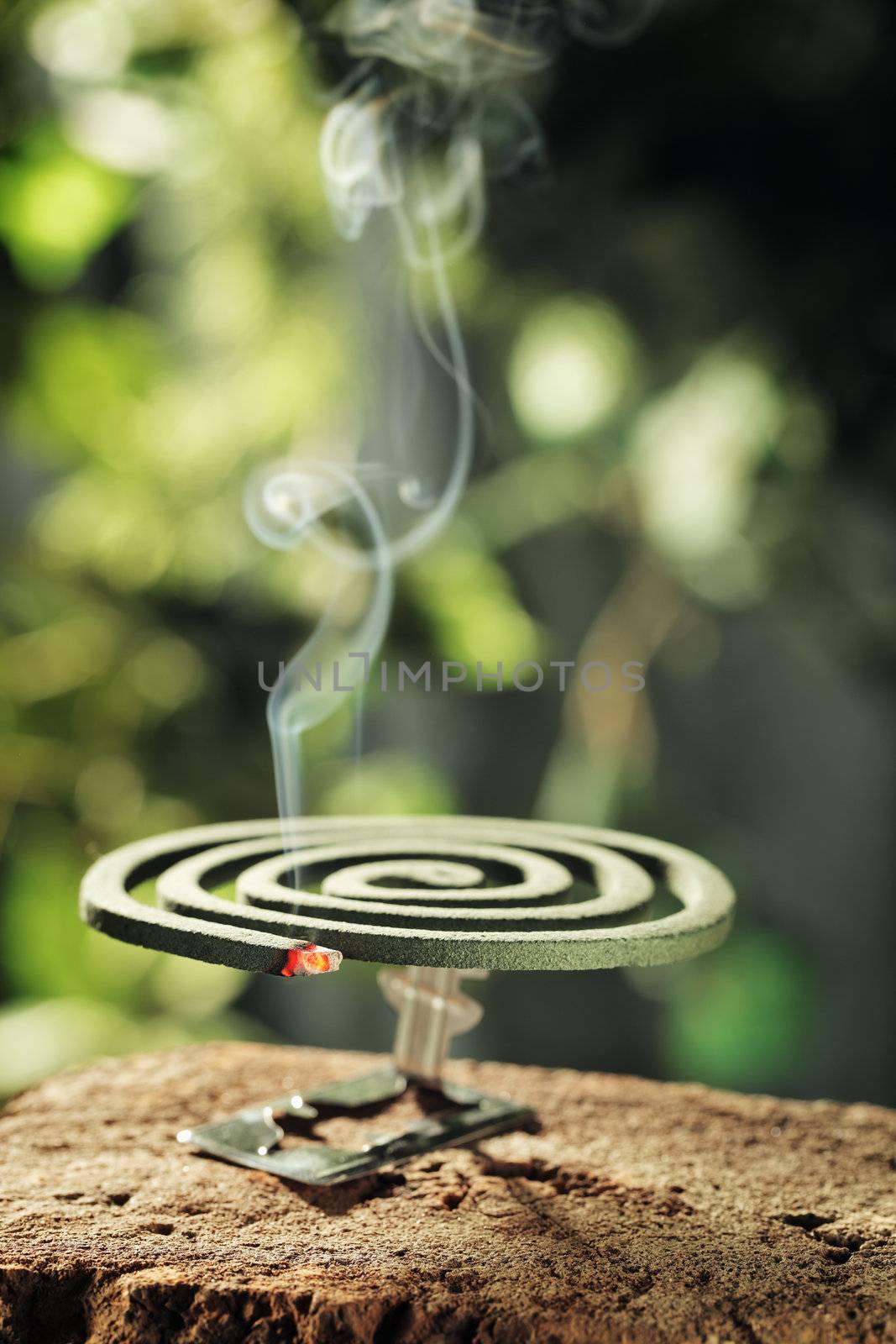 Insect repellent mosquito coil smoking.