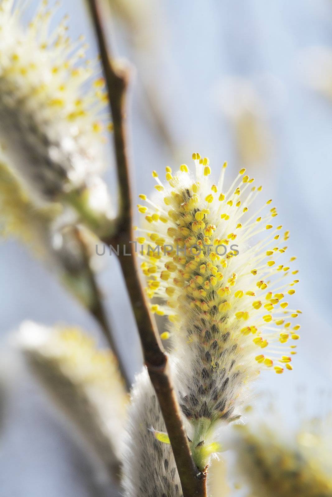 Spring time willow catkins aments on a willow.