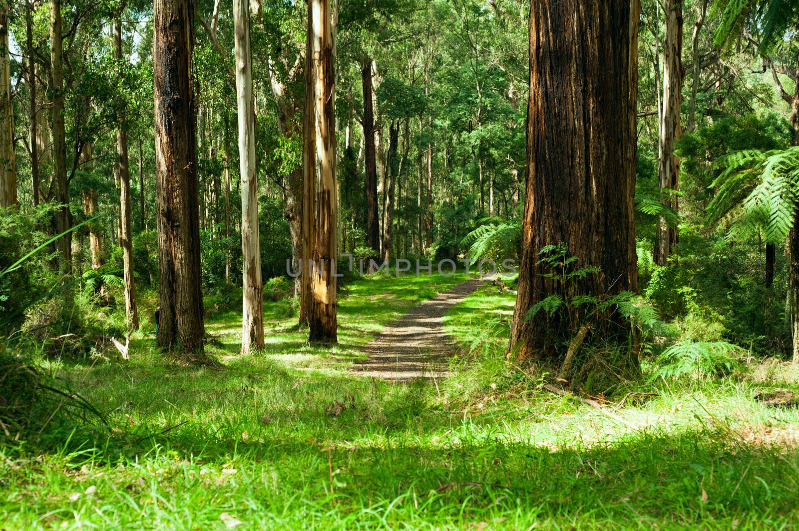 Forest, Dandenong Ranges National Park, Yarra Valley by 3523Studio