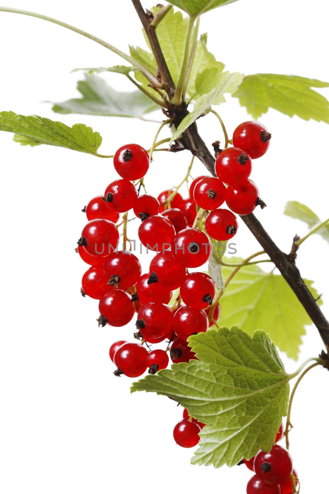 Redcurrant (Ribes rubrum) berries growing on a branch.