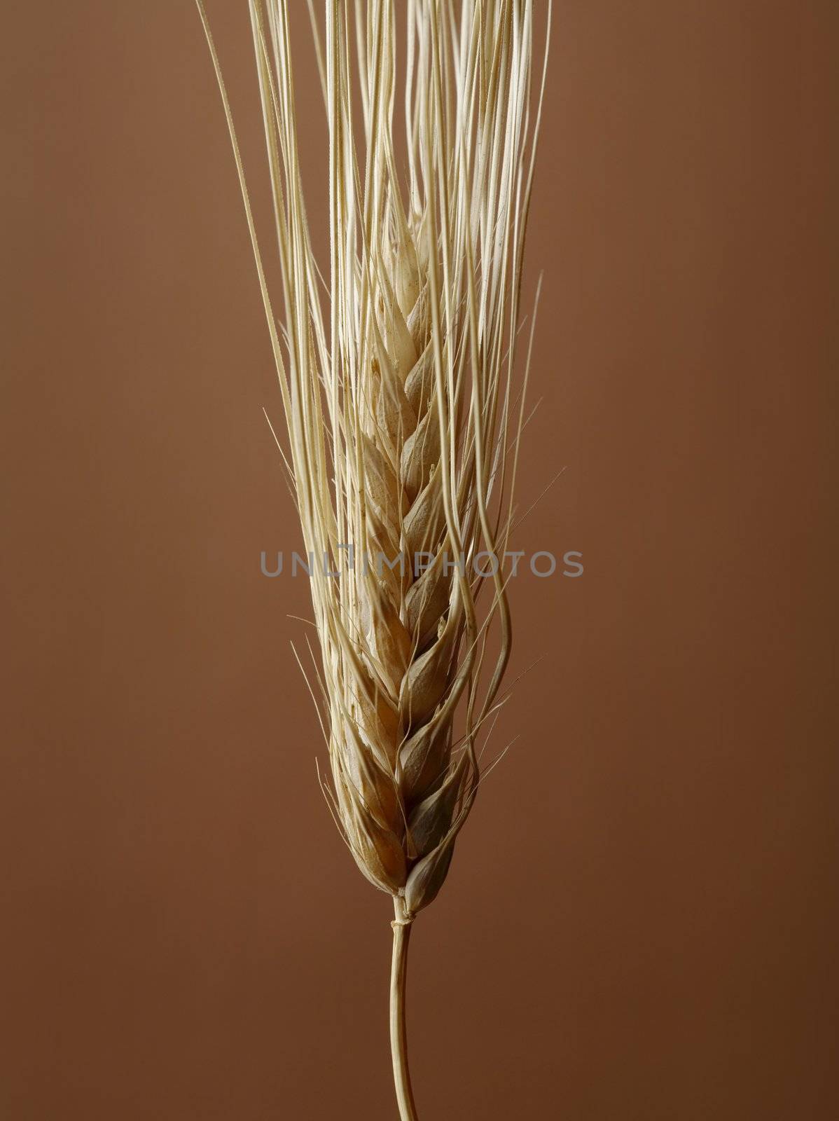 Barley by Stocksnapper