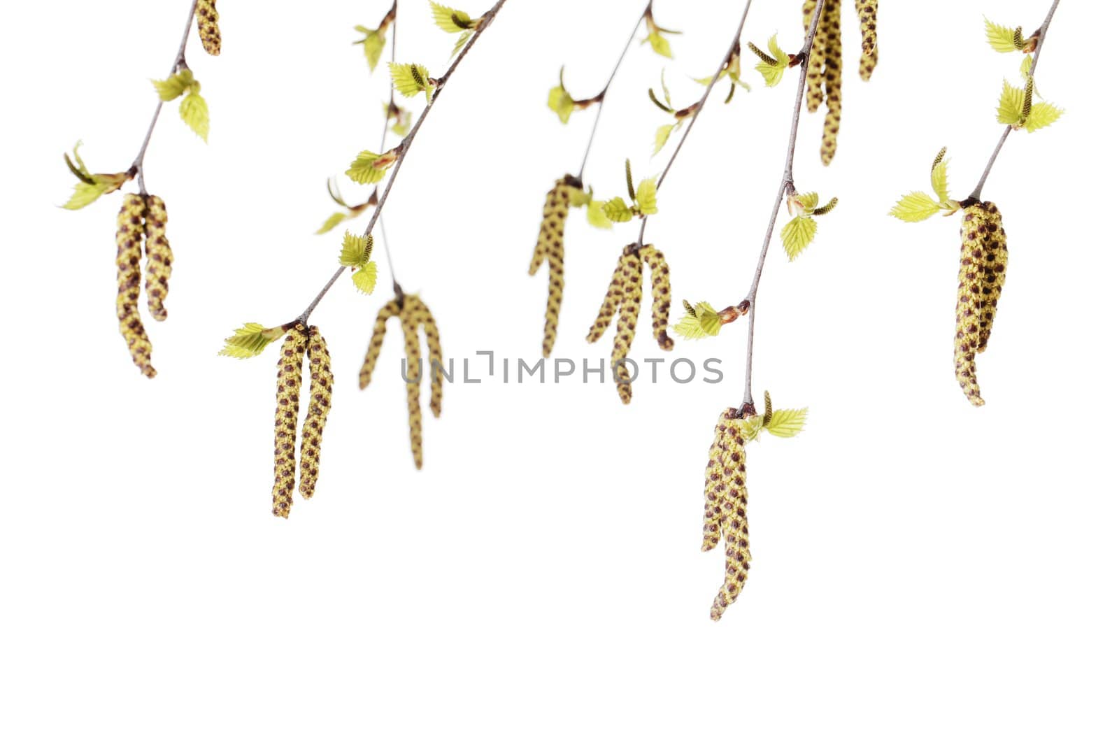 Studio photograph of flowers/catkins of a birch (Betula) tree.