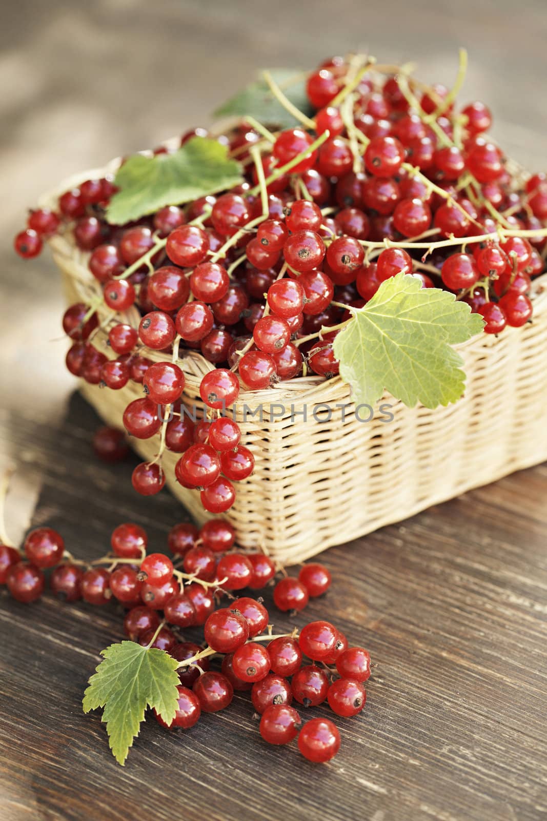 Harvested red currant berries in a small basket