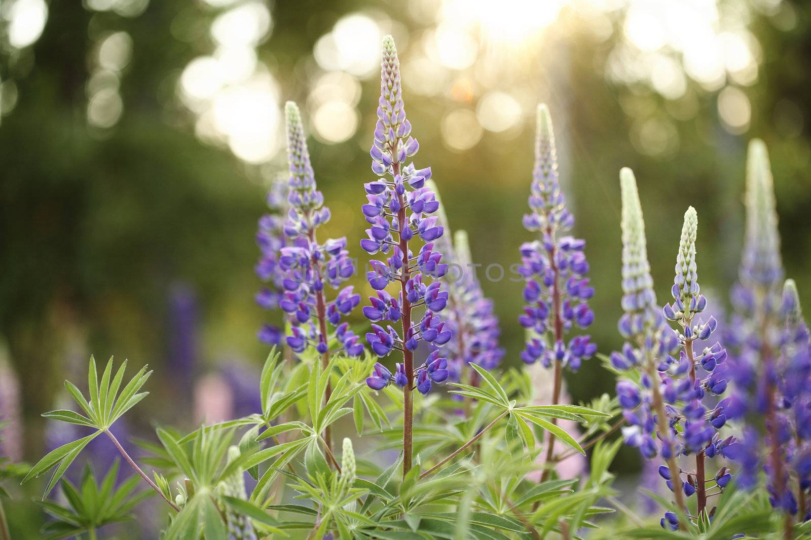 Wild Lupines by Stocksnapper