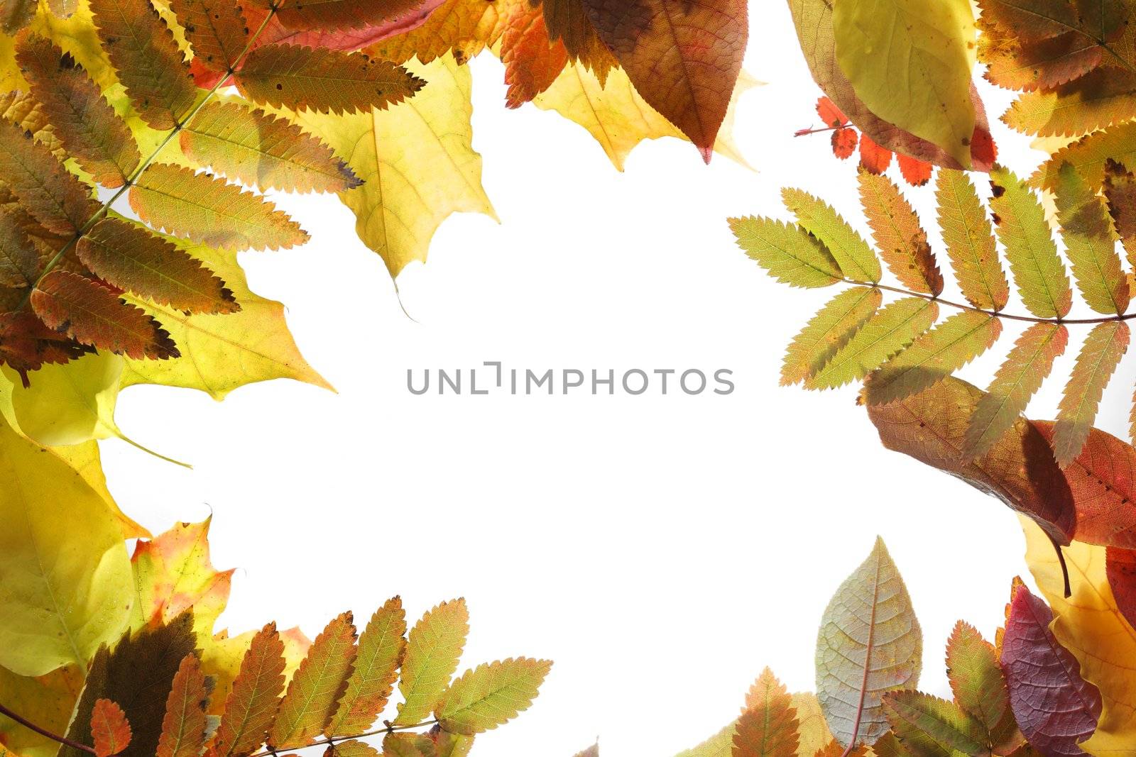 Autumn Leaves by Stocksnapper