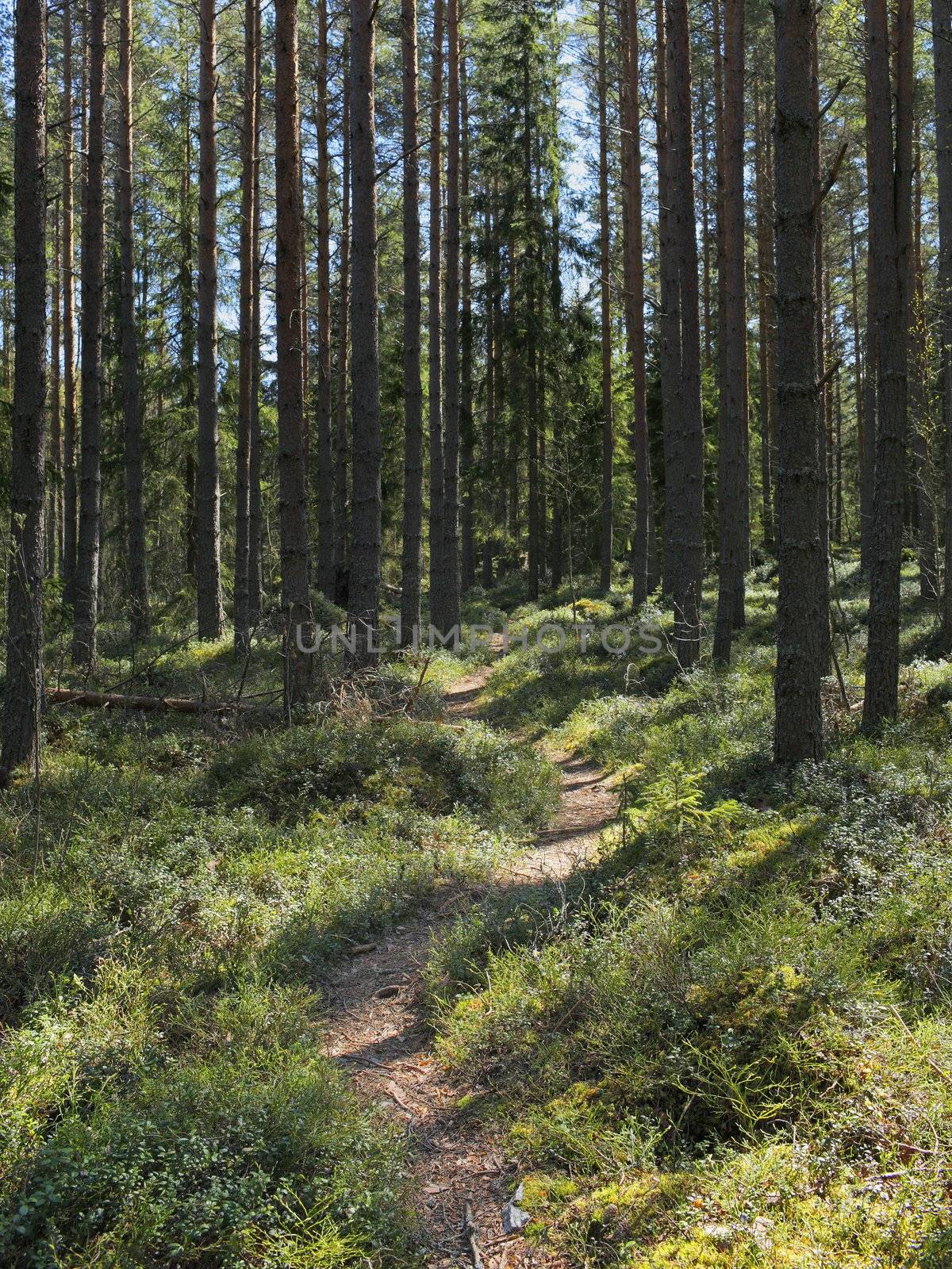 A path in a Finnish forest in may.