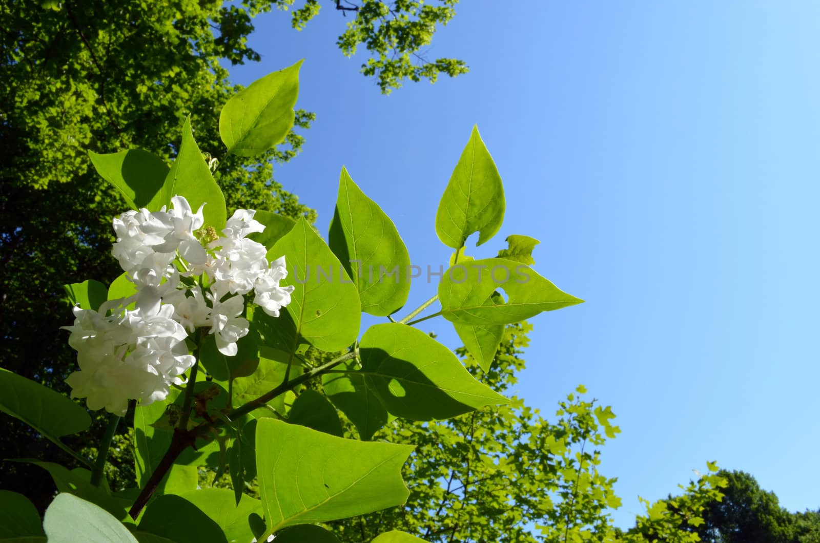 White lilac bush flower bloom and greenery on background of blue sky.