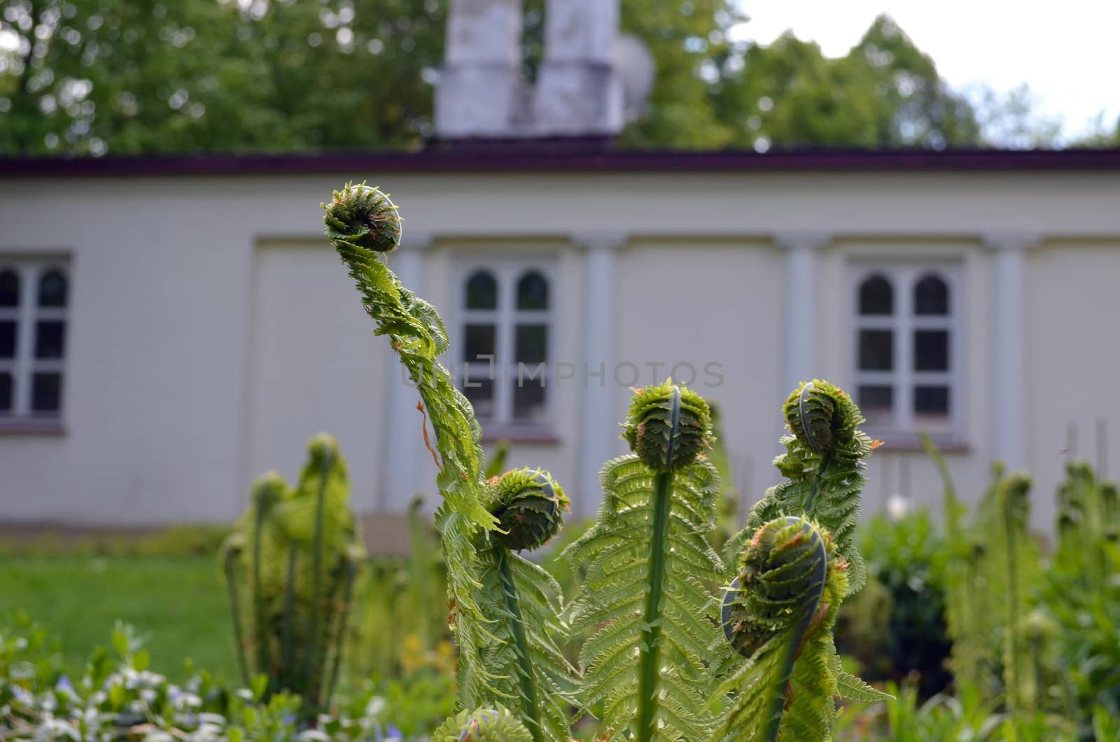 Spreading out fern leaf buds in suburban garden. Natural flora of details.