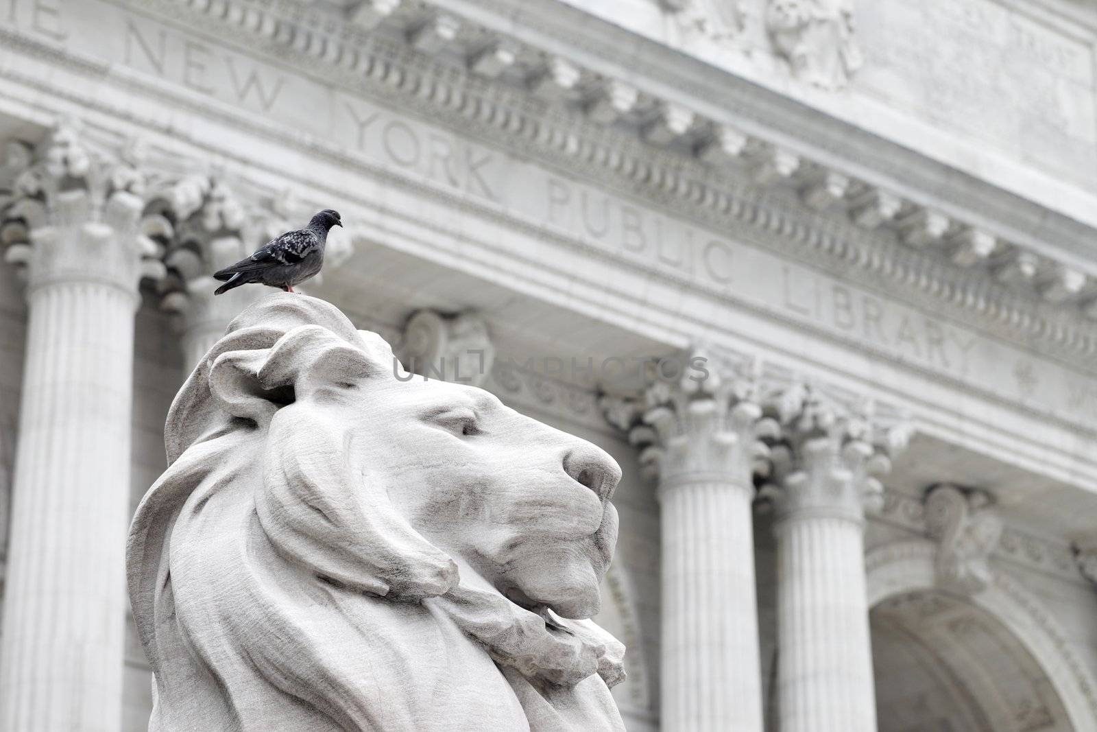 NEW YORK CITY, USA - JUNE 9: Pigeon sitting on a lion statue of New York Public Library. June 9, 2012 in New York City, USA