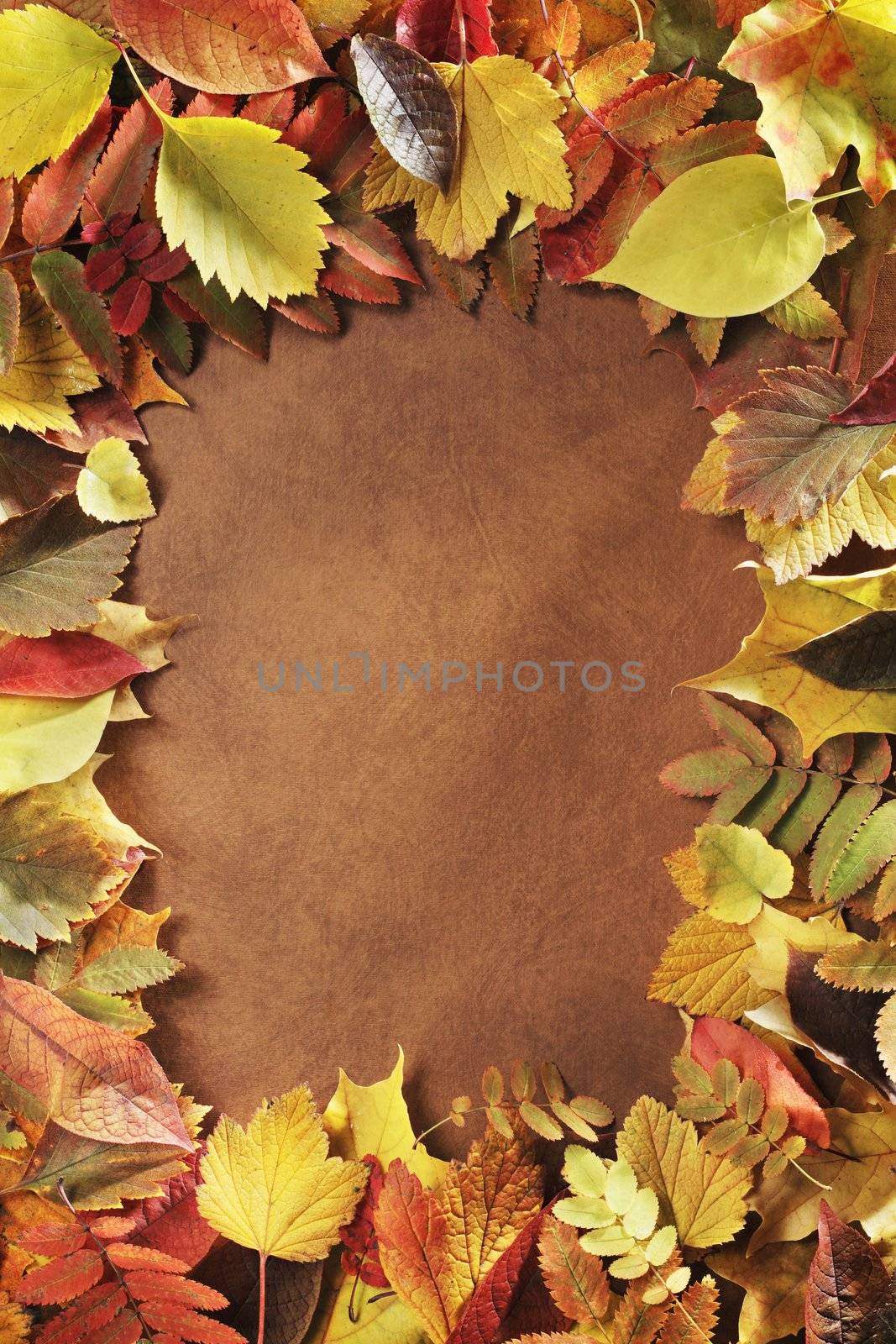 Frame made of autumn leaves