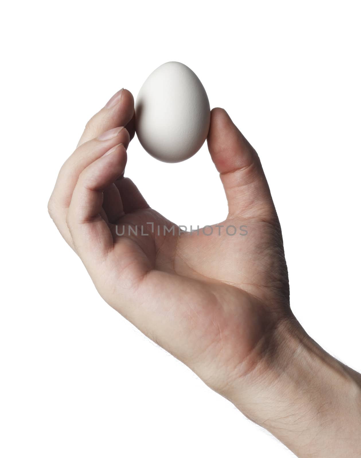 Egg by Stocksnapper