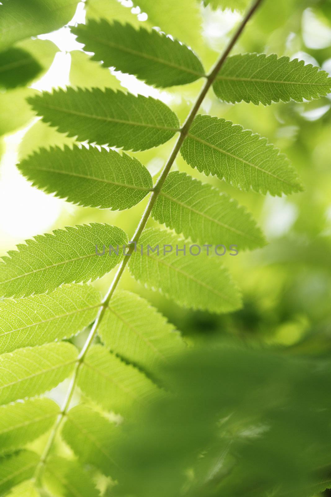 Rowan tree leaf in detail