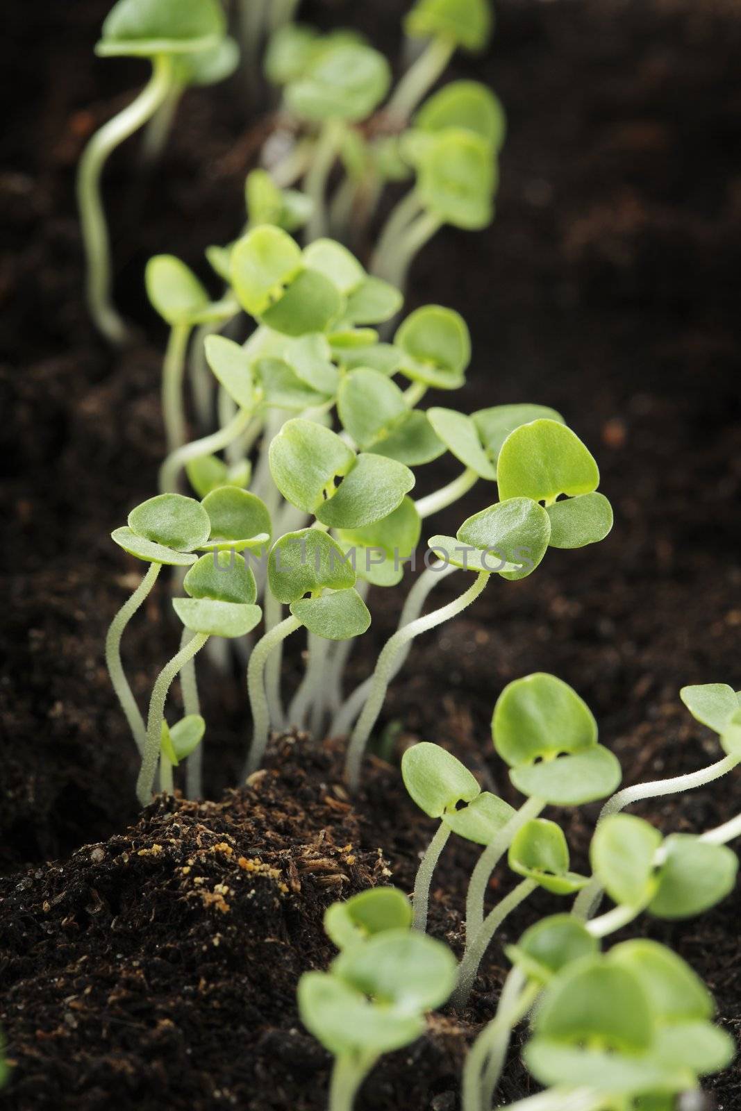 Basil seedlings by Stocksnapper