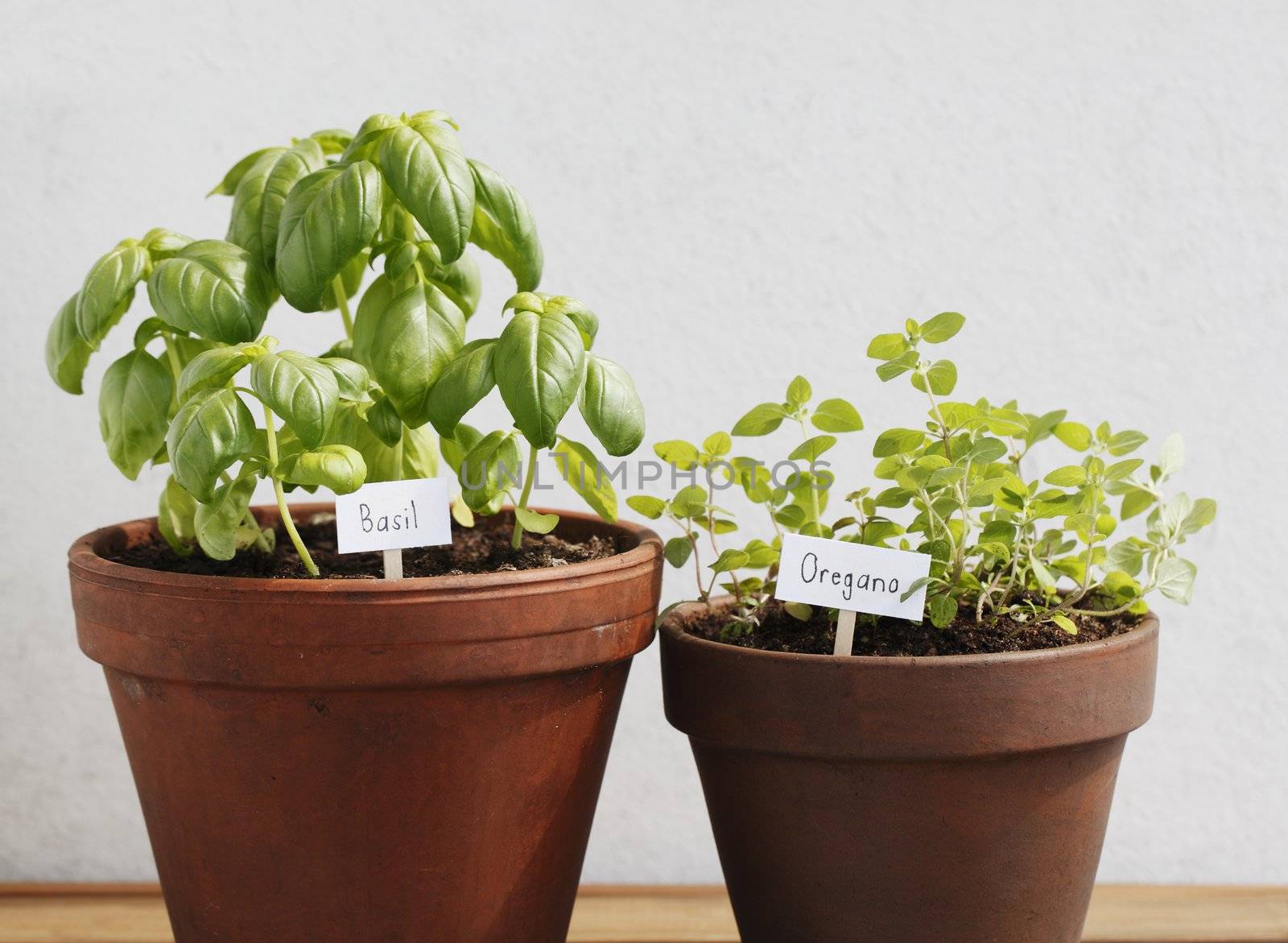 Basil and oregano herbs growing in clay pots.