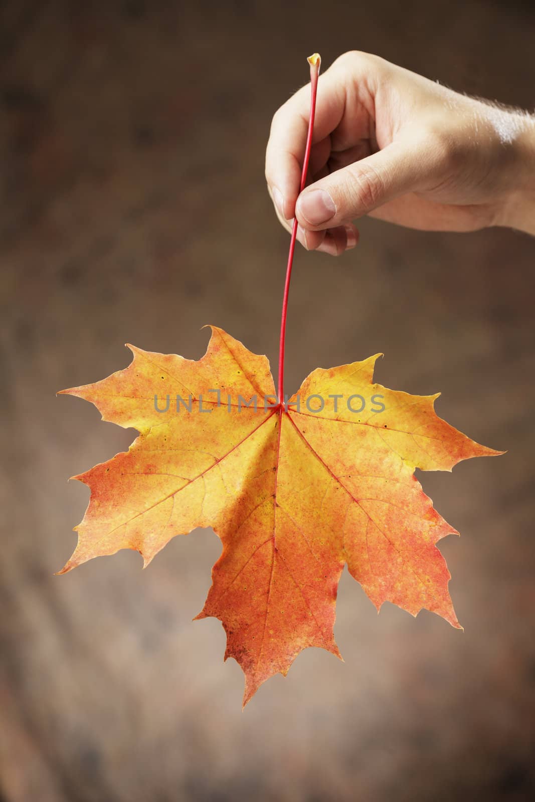 Hand holding an autumn colored maple leaf