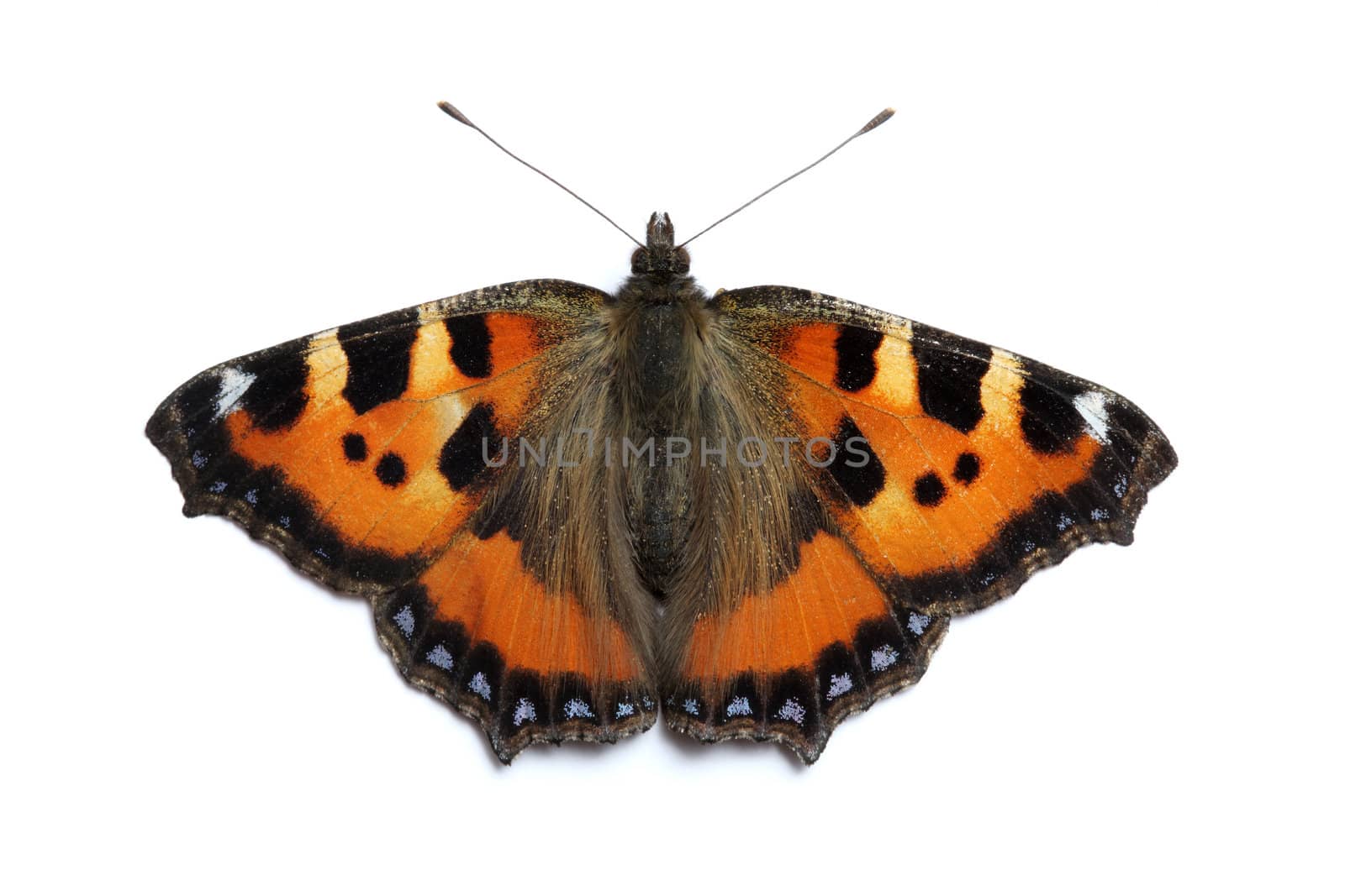 Small Tortoiseshell butterfly by Stocksnapper