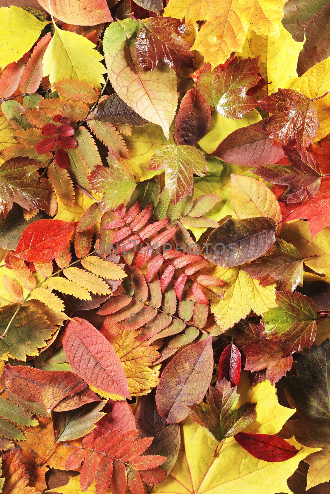 Different yellow and red autumn leaves background texture.