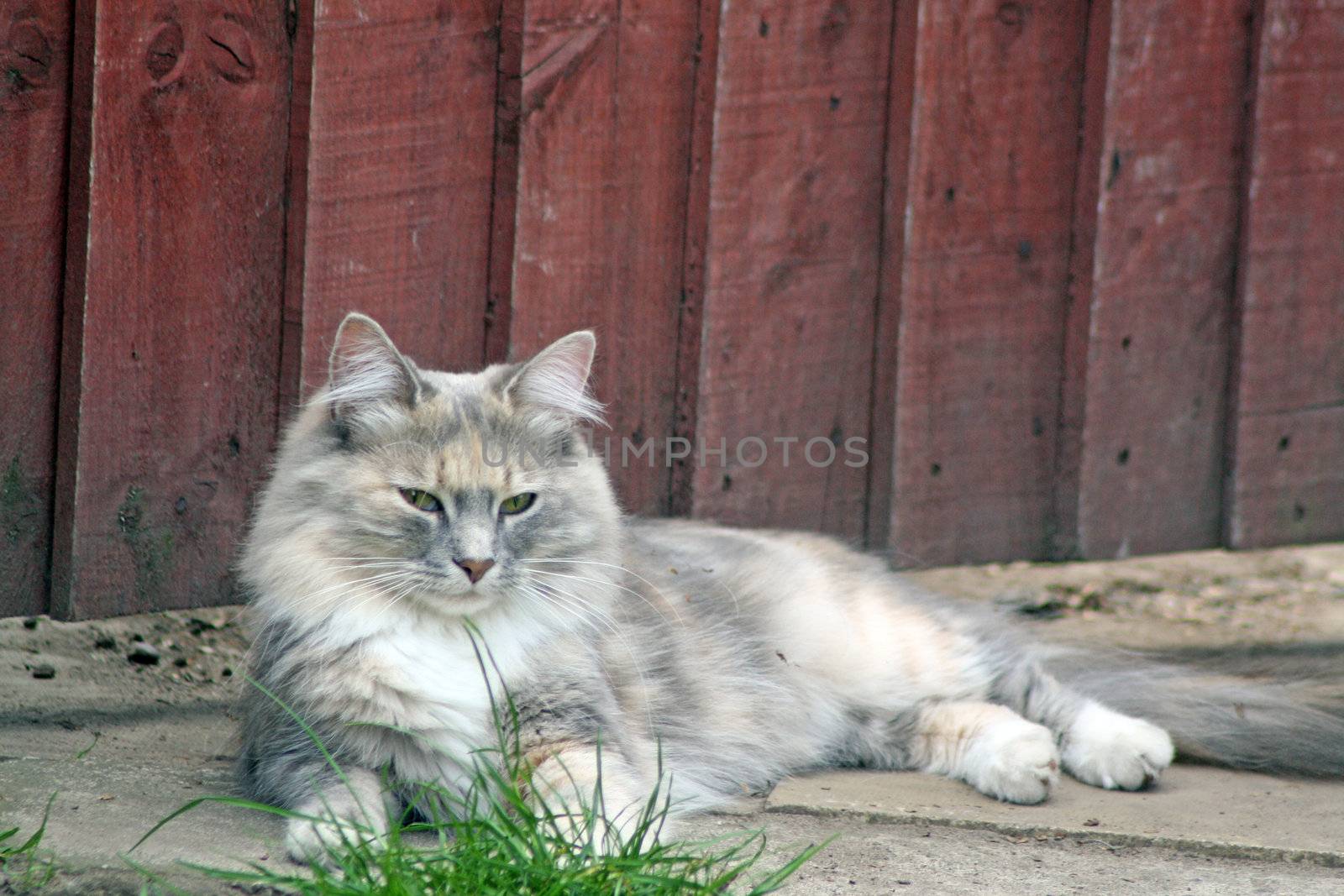 sweet tabby cat