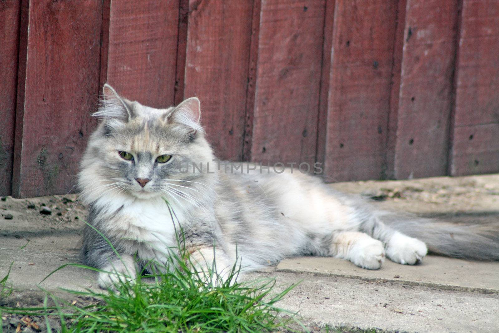 sweet tabby cat