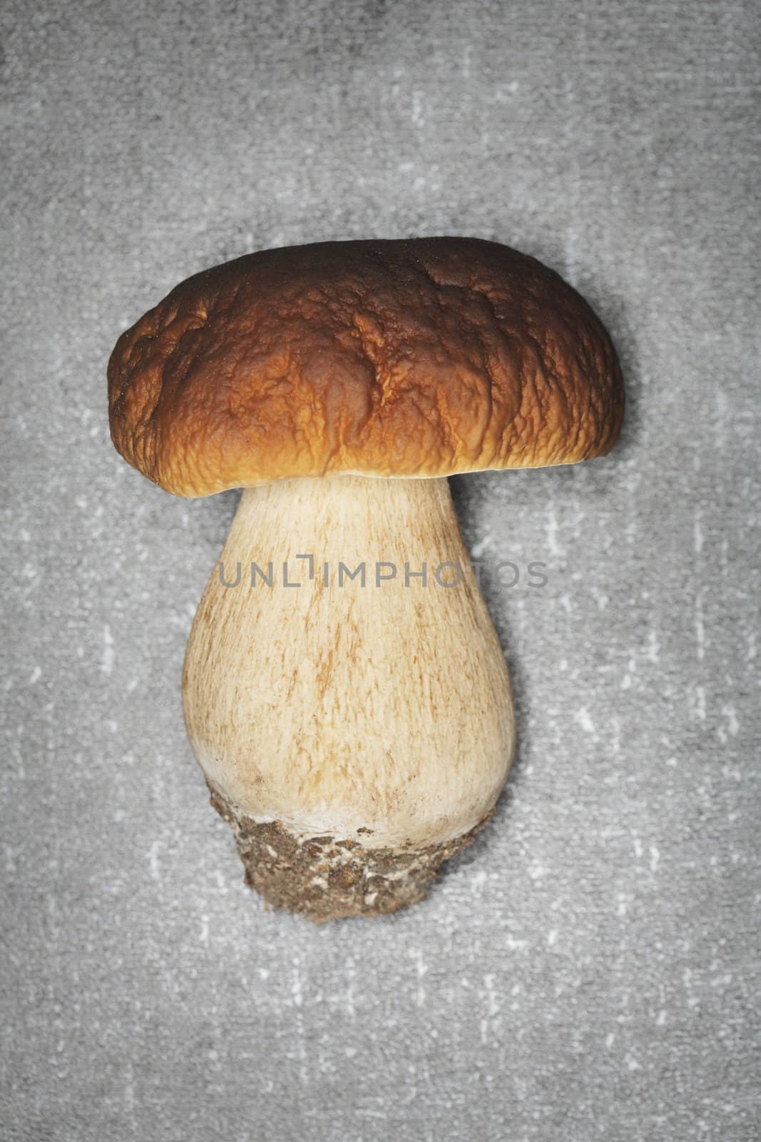 Porcini Mushroom (Boletus edulis) photographed with a ring flash