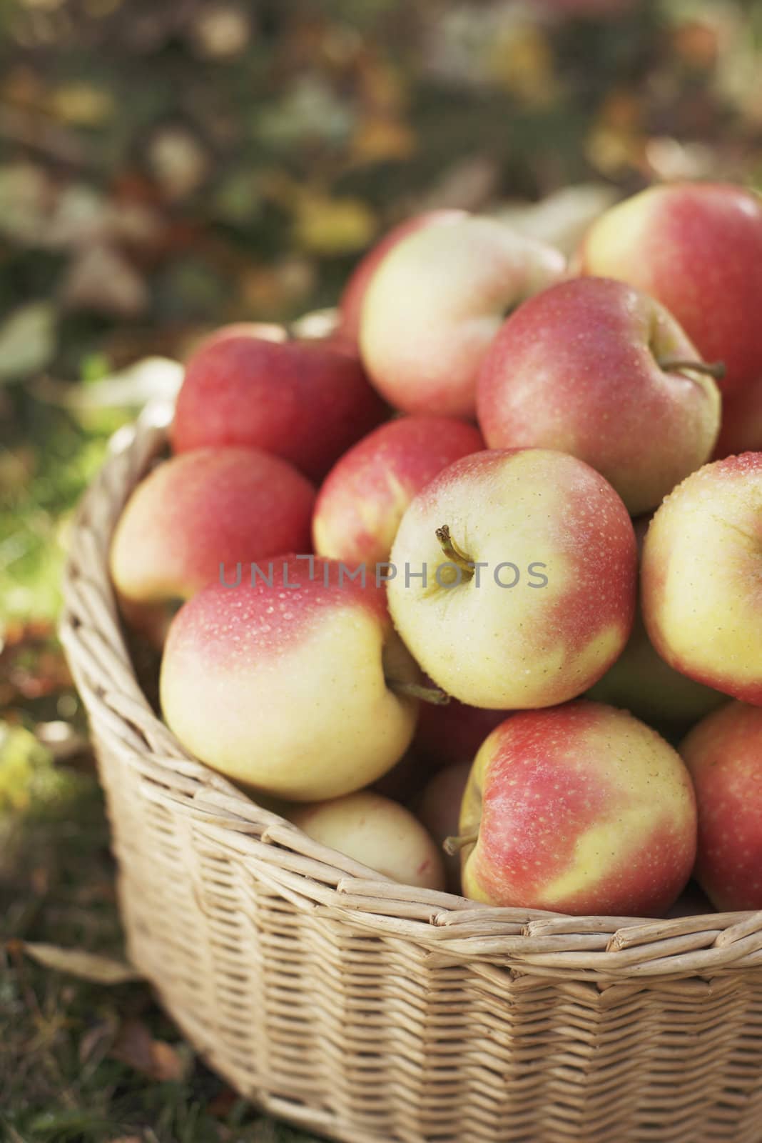 Ripe harvested apples in a wicker basket