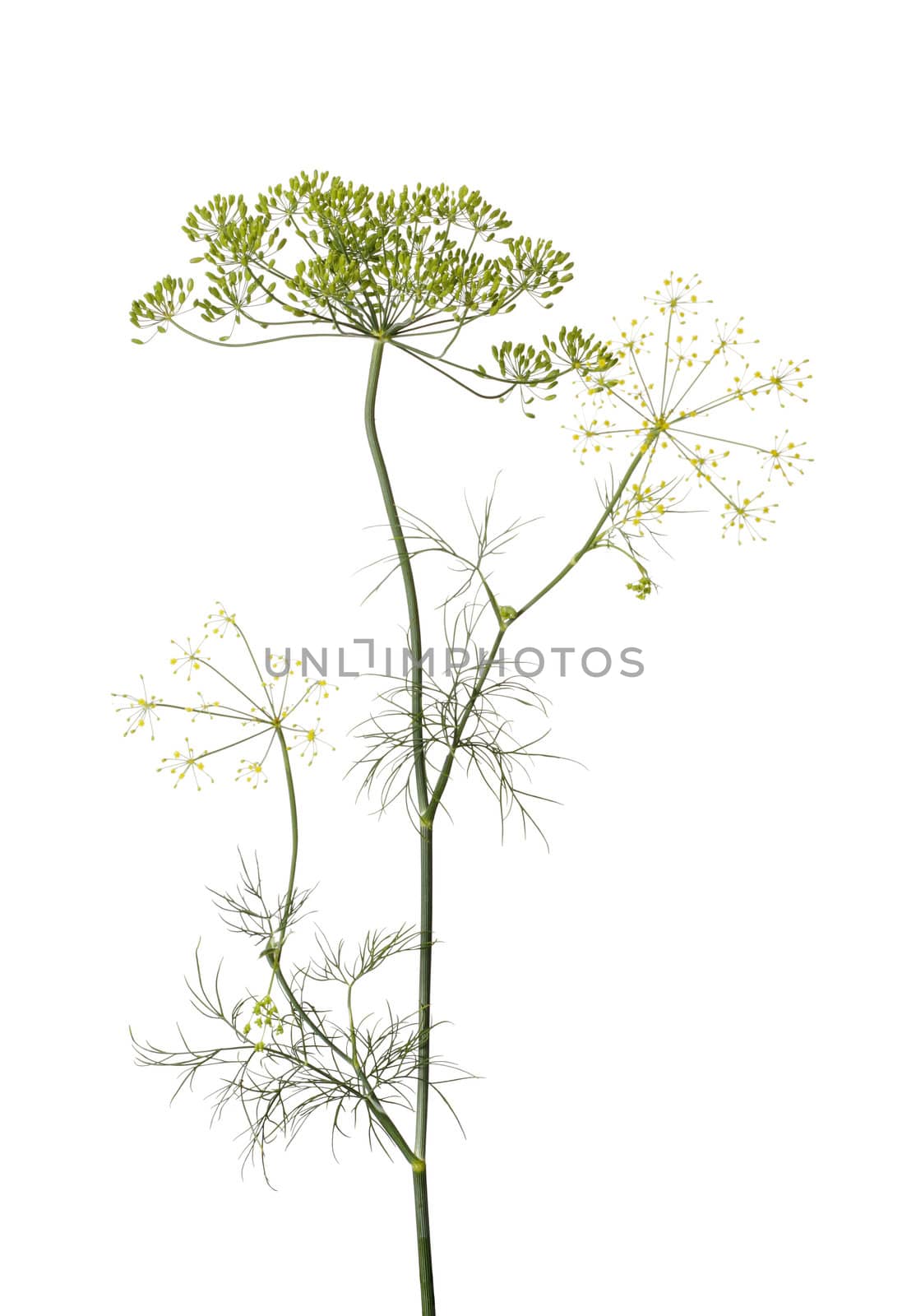 Dill (Anethum graveolens) by Stocksnapper