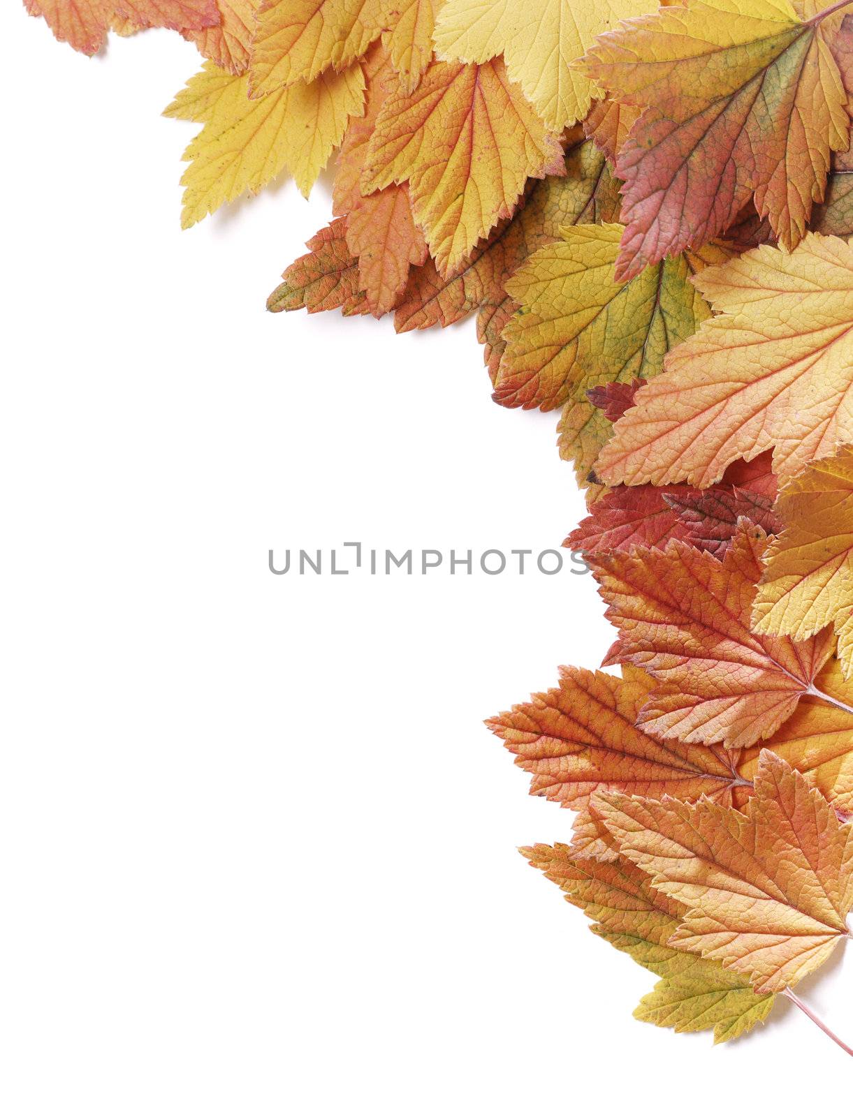 Autumn leaves from a currant bush